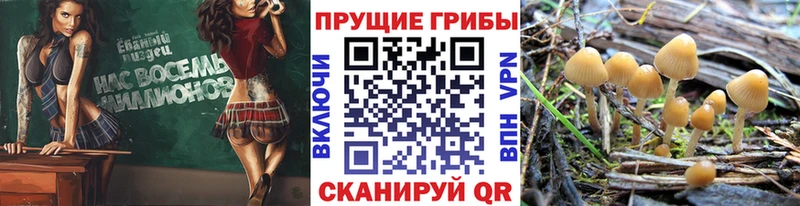 где купить наркоту  Северодвинск  Псилоцибиновые грибы Magic Shrooms 